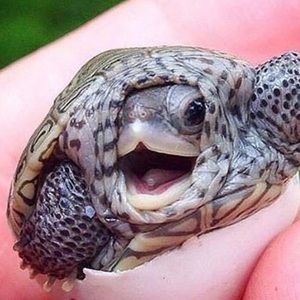 Meet your Posher, Kairi